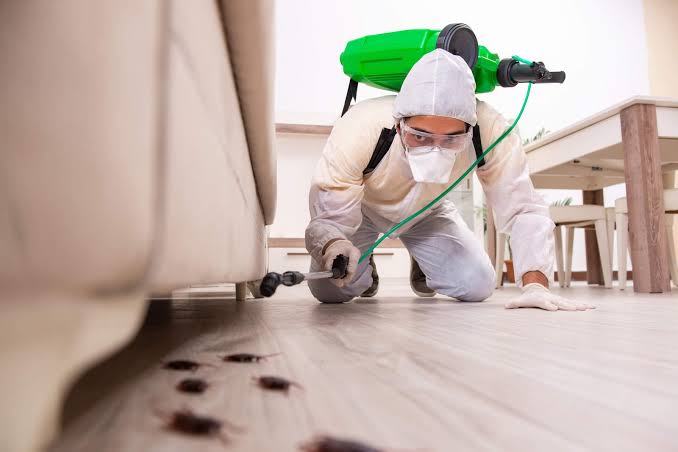 5 Best Termite Control Services in Richmond – Discover protection against costly wood damage